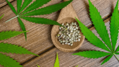 What to Look For When Buying Cannabis Seeds: A Quick Guide