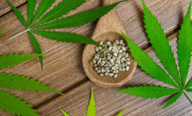 What to Look For When Buying Cannabis Seeds: A Quick Guide