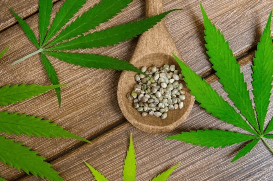 What to Look For When Buying Cannabis Seeds: A Quick Guide